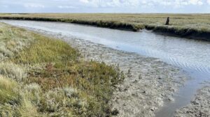 Collecting sounds and stories along the Waddensea shores